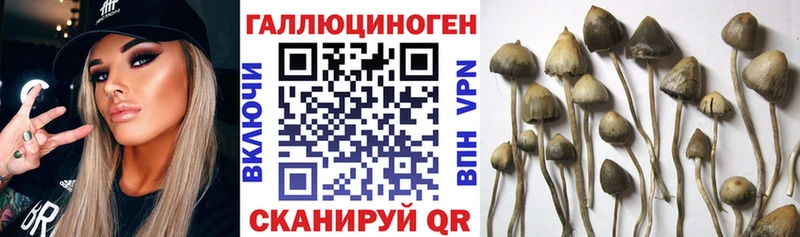 Галлюциногенные грибы Psilocybe Поворино